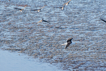 Seabirds in the C&ocirc;tes-d'Armor region of Brittany