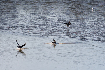 Seabirds in the C&ocirc;tes-d'Armor region of Brittany