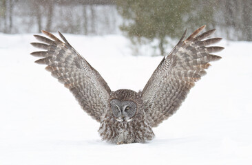 Fototapeta premium Great grey owl with wings spread out prepares to pounce on prey in winter in Canada