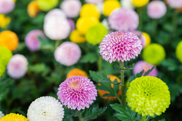 Beautiful pompom chrysanthemums are blooming.