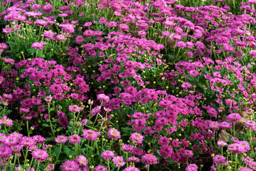 Obraz premium Soft pink purple Chrysanthemum flowers nature in the garden.