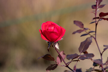 Fototapeta premium A Single Red Rose in Bloom