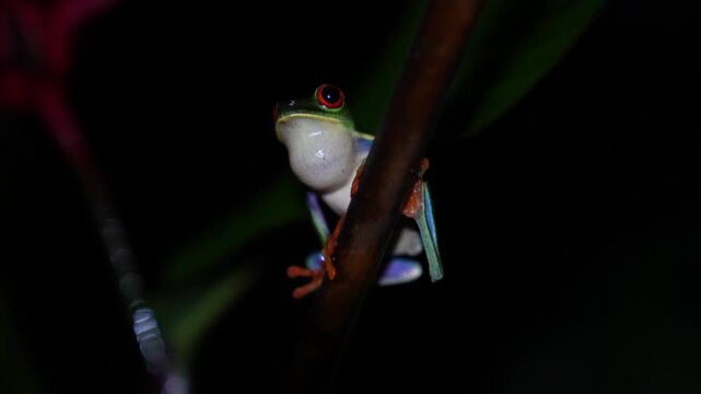 Red-Eyed Tree Frog in Arenal Volcano National Park at night in La Fortuna, Costa Rica