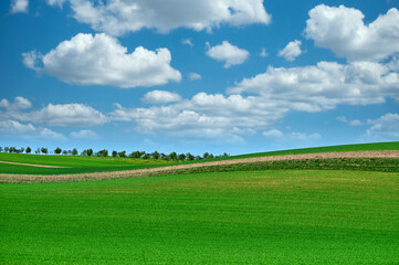 Obraz premium Green wheat field and orchard, rolling hills landscape,Moravia,Chech Republic
