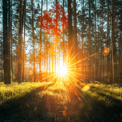 Beautiful Sunset Sunrise Sun Sunshine In Sunny Summer Coniferous Forest. Sunlight Sunbeams Through...