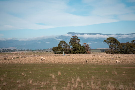 flock of sheep under gum trees in summer on a regenerative agricultural farm in New Zealand. Stud Merino sheep
