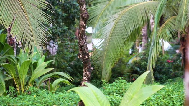 White-Faced Capuchin monkey jumping in tropical forest, Costa Rica