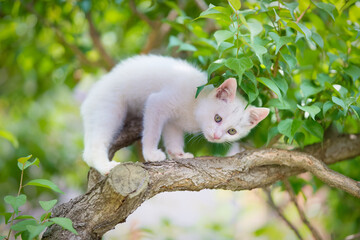 5月、すくすく育つ白い仔猫