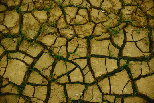 The soil is clayey, cracked, and dry, with numerous deep fissures caused by dehydration linked to the effects of climate change