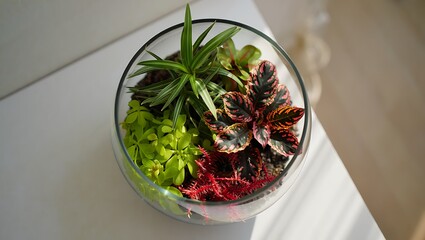 Obraz premium Colorful Succulent Plants in Glass Pot on White Table