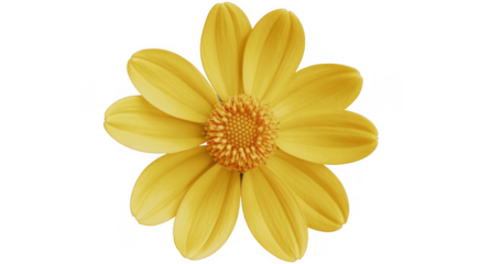 Yellow Flower with Orange Center bloom blossom isolated on a transparent background