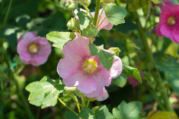夏の緑と調和して咲くピンクのタチアオイ