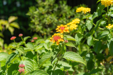 夏の緑に調和する黄色のランタナ
