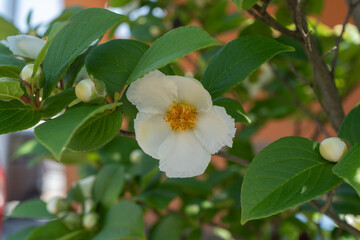 Obraz premium 緑の葉とナツツバキの白い花