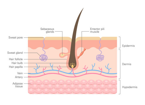 Human skin cross section with hair follicle anatomy showing epidermis, dermis, glands and blood vessels, medical diagram.