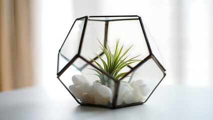 Obraz premium Geometric Glass Terrarium with Air Plant and White Stones