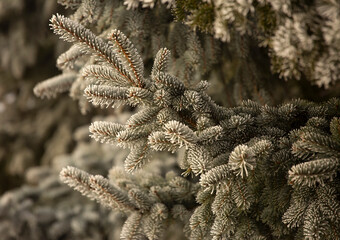 Oszroniona Gałąź Świerku w Zimowym Lesie: Detal Makro  © mycatherina