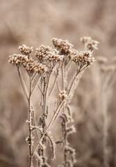 Zimowy poranek, mr&oacute;z, mgły osadzające szadź, tapeta.