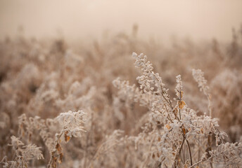 Zimowy poranek, mr&oacute;z, mgły osadzające szadź, tapeta.