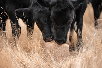 Fototapeta premium Fat Beef cows grazing on native grasses in a field on a farm practicing regenerative agriculture in Australia. Hereford cattle on pasture. Cows in a field at sunset eating dry grass
