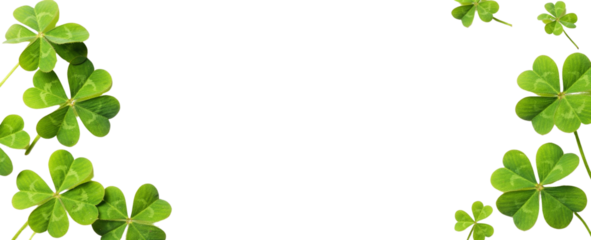 Fresh green clover leaves isolated on transparent or white background, St Patrick’s Day banner design, Irish shamrock symbol of luck, spring botanical holiday decoration