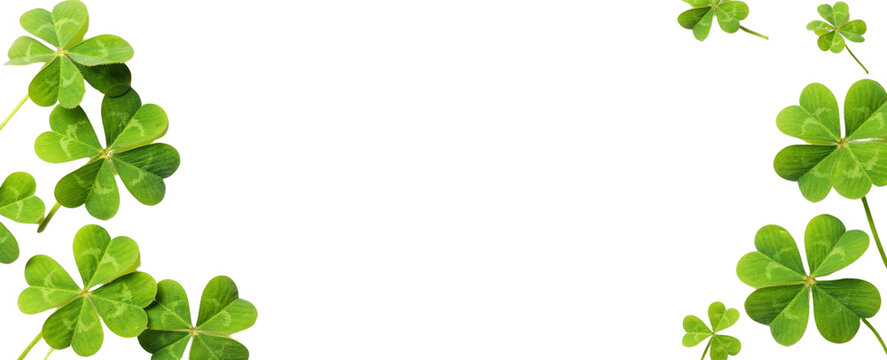 Fresh green clover leaves isolated on transparent or white background, St Patrick&rsquo;s Day banner design, Irish shamrock symbol of luck, spring botanical holiday decoration