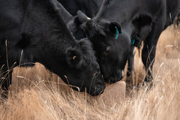 Fototapeta premium Fat Beef cows grazing on native grasses in a field on a farm practicing regenerative agriculture in Australia. Hereford cattle on pasture. Cows in a field at sunset eating dry grass
