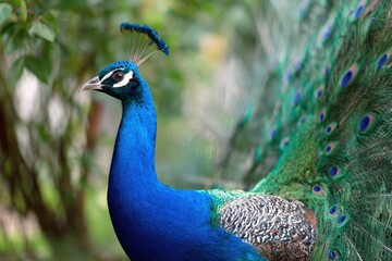 Obraz premium Vibrant peacock displaying colorful feathers in lush greenery