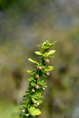 Japanese barberry branch with flower buds - Latin name - Berberis thunbergii Powwow