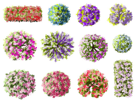 Vector watercolor blooming flower tree or forest top view isolated on white background for landscape plan and architecture drawing,plant for environment or garden,botanical element for exterior layout