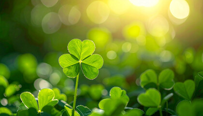 Four-leaf clover standing out among green clovers, glowing sunlight. Good luck and prosperity
