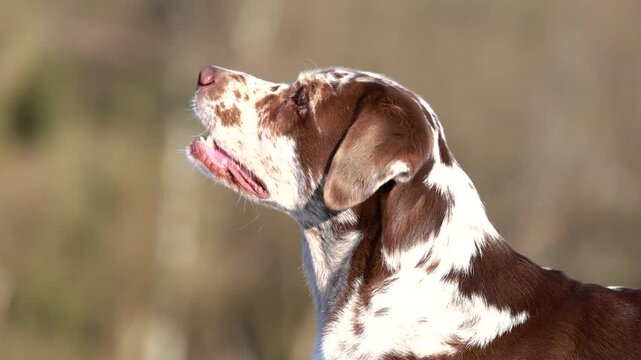 Close up head portrait of an alert leopard Labrador panting calmly outdoors in soft winter light.