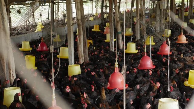 Chickens cluster around feeding stations in a large shed, controlled environment and density illustrating industrial scale poultry operations. Food industry.