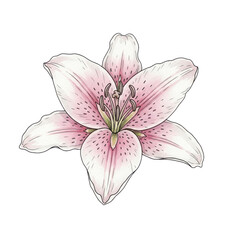 Obraz premium Pink Lily Flower Isolated Black Background