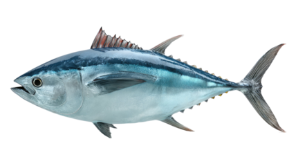 Fresh raw mackerel fish isolated on white background is a healthy seafood ingredient and natural freshwater catch featuring silver scales, fins, and tail for a delicious meal