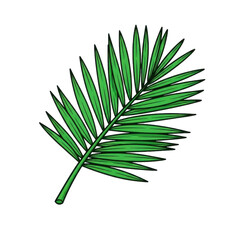 Fototapeta premium Green Palm Leaf Isolated Black Background