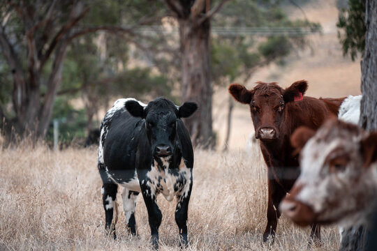 a beautiful australian farming landscape in tasmania with grass