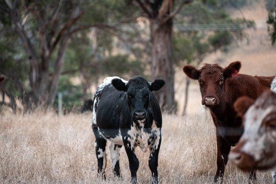a beautiful australian farming landscape in tasmania with grass