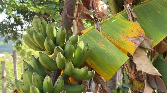 A rural farm scene presents green bananas attached to a banana plant on a banana plantation, with broad leaves surrounding the fruit cluster. Banana plantation.