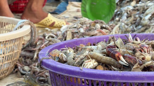 Close view of sorted non target fish in baskets as hands continue working nearby, capturing the practical reality of bycatch preparation in coastal communities. Traditional livelihood.