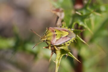 Closeup on the rare, colorful Mediterranean plant parasite pentatomid shieldbug, Antheminia lunulata in the Gard, France