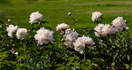 Large white terry peonies grow in a flower bed. Natural summer background with beautiful peonies.