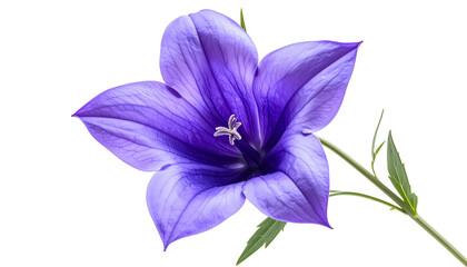 Vivid close-up of a blooming, six-petaled purple flower with central stamen and green stem