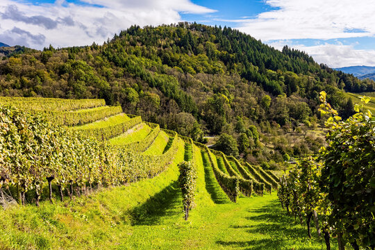 Well-tended grape vines