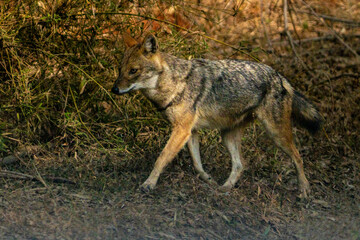 Obraz premium Jackal in the woods