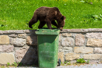 Brown Bear Cub Searching Food in Urban Trash Bin. Brown bear cub on a green garbage bin, illustrating wildlife adaptation to urban environments and human waste in a Romanian tourist town.
