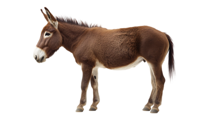 Realistic side view illustration of a brown donkey standing with a calm expression showing detailed fur texture and hoofs isolated on transparent background