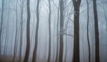 misty beech forest in winter