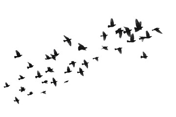 Birds in flight formation isolated on white background