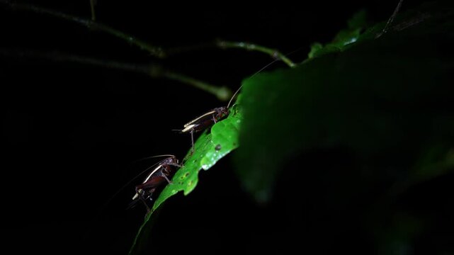 Pair of Katydids resting on leaf at night in tropical rainforest, Costa Rica